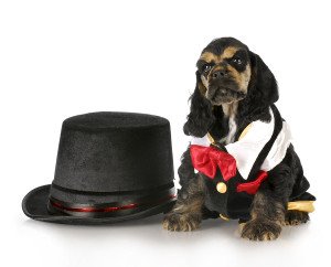 A dressed up dog.